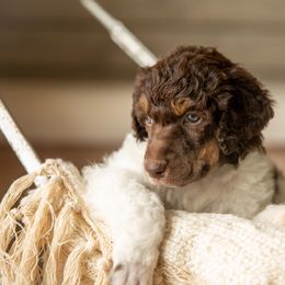Poodle Puppies from Setting the Standard Poodles