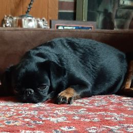 Brussels Griffons and Rottweilers from Amelyn Show Dogs