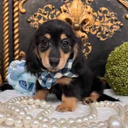 Boy 1 - Black and cream male Dachshund puppy in Collins, Georgia from Liberty Longhair Dachshunds