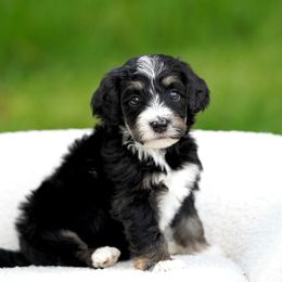 Rooster - Tri-color male Bernedoodle puppy in Spokane, Washington from Lilac City Doodles