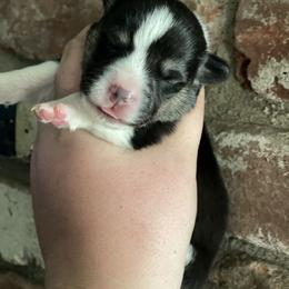 American Corgi and Pembroke Welsh Corgi Puppies from Flying K Corgis