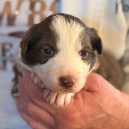 Pog - White and red female Border Collie puppy in North Lakeport, California from Wild Rose Ranch