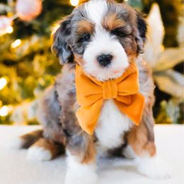 Phoebe - Blue merle female Aussiedoodle puppy in Diamond Bar, California from Furrytaildoodles