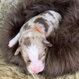 Cheetah - Orange Collar - NBT - Red merle female Australian Shepherd puppy in Newport, Rhode Island from Wildlings Australian Shepherds