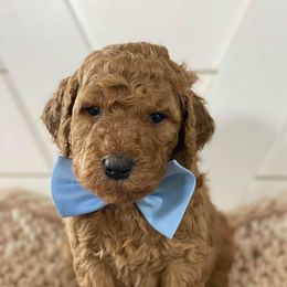 Goldendoodle Puppies from McClelland Doodles