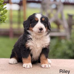 Female 2 - Tri-color female Bernese Mountain Dog puppy in New Haven, Indiana from Maumee Berners