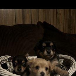 Chihuahua Puppies from Van Ausdoll Kennels