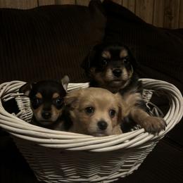 Chihuahua Puppies from Van Ausdoll Kennels