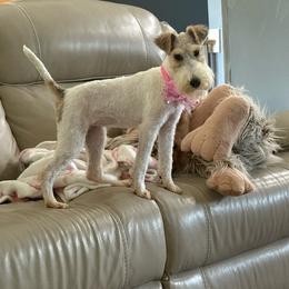 Wire Fox Terrier puppies from Wire Hairs of Knoxville
