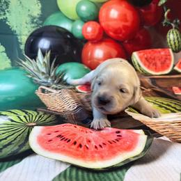 Girl 3 (Rollei) (red collar) - Light golden female Golden Retriever puppy in Hubbard, Ohio from Whickering Pines Golden Retrievers