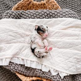 Lena - Tri-color female Bernedoodle puppy in Cold Spring, Minnesota from A.N.A. Doodles