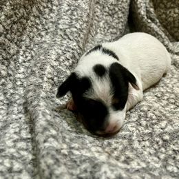 Border Collie and Jack Russell Terrier Puppies from CP FARMS BORDER COLLIES N JACKS CORP
