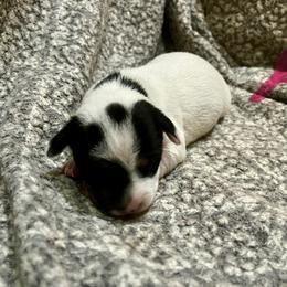 Border Collie and Jack Russell Terrier Puppies from CP FARMS BORDER COLLIES N JACKS CORP