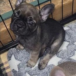 Liz - Fawn female French Bulldog puppy in Ardmore, Oklahoma from Big Ox Bulldogs