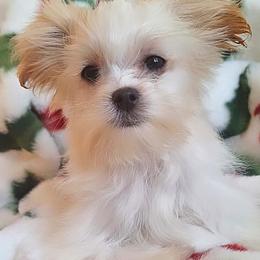 Caspian - White male Mi-Ki puppy in Toronto, Ohio from Shekinah’s Mi-Kis & Cricket Hill’s Westies