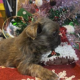 Anya - Blue female Shih Tzu puppy in Pleasant Shade, Tennessee from Kuntry Tyme Shih Tzus