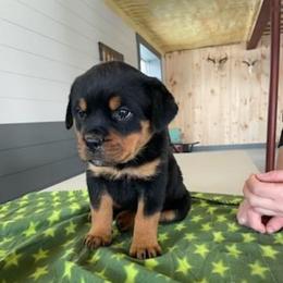Female 4 Green - Black and rust female Rottweiler puppy in Aspers, Pennsylvania from Vom Uberlegenen Rottweilers