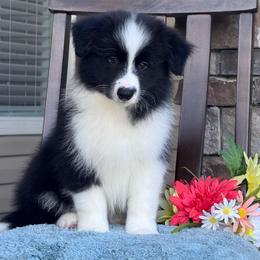 Coal - Black male Border Collie puppy in Dunn, North Carolina from Coylety Border Collies