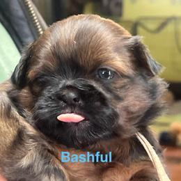 Bashful - Chocolate and tan female Shih Tzu puppy in Bloomfield, Indiana from Meihem Pups