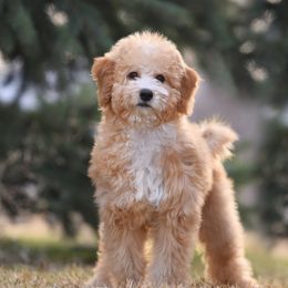Penny - Goldendoodle