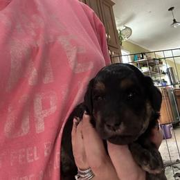 Holly - Phantom female Goldendoodle puppy in Waynesboro, Virginia from Forest Creek Kennel