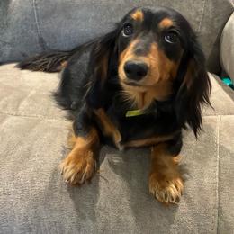 Lady - Dachshund
