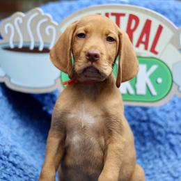 Ross - Golden rust male Vizsla puppy in Bloomington, Indiana from Envizion