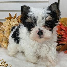 Athos - Parti male Yorkshire Terrier puppy in Austin, Texas from Rhine Valley Yorkies