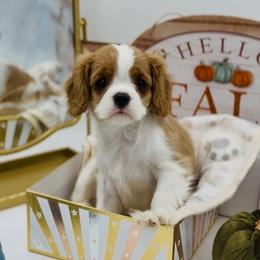 Blenheim Boy - Medium - Blenheim male Cavalier King Charles Spaniel puppy in Fayetteville, Arkansas from Sharp's Cavaliers