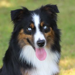 Uno - Miniature Australian Shepherd