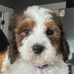 Bernedoodle and Goldendoodle Puppies from Pecks Oodle Doodles