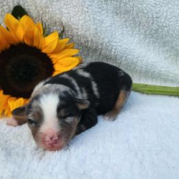 Raphie - Blue merle male Miniature Australian Shepherd puppy in Sandown, New Hampshire from Ashby Lou Aussies