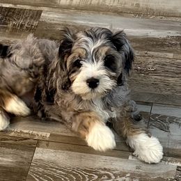 Cockapoo, Goldendoodle, and Maltipoo Puppies from Loris Pampered Pooches💕