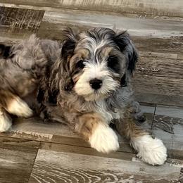 Cockapoo, Goldendoodle, and Maltipoo Puppies from Loris Pampered Pooches💕