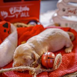 Holly - Piebald female Dachshund puppy in Tifton, Georgia from Conger's Lil Smokies