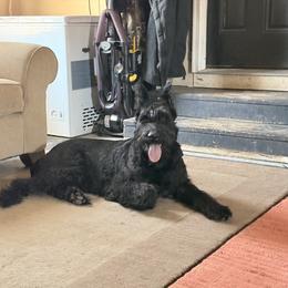 Phoenix - Giant Schnauzer