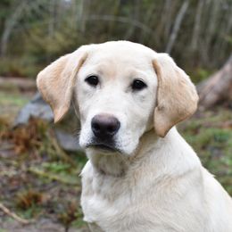 Labrador Retrievers from Johnson Point Labradors