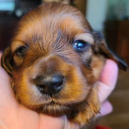 Jayme - Red male Dachshund puppy in Waynesboro, Tennessee from Owl Hollow Farm Miniature Dachshunds