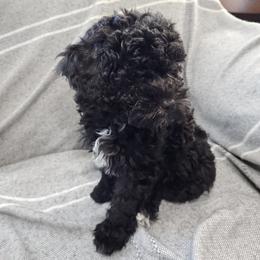Havapoo Puppies from Derbyville Havapoos