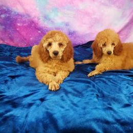 Poodle Puppies from Majestic Embrace