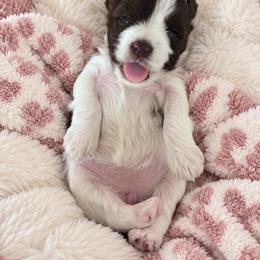Nala - Parti female Miniature Schnauzer puppy in Lumberton, Texas from Smart Choice Miniature Schnauzers