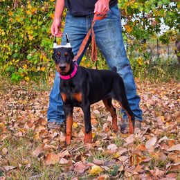 FAITH - Black and rust female Doberman Pinscher puppy in China Township, Michigan from Snell's Superior Kennel Dobermann & GSP