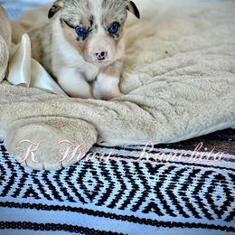 Girl 3 - Blue merle and white American Corgi puppy in Gentry, Arkansas from K Heart Ranchita