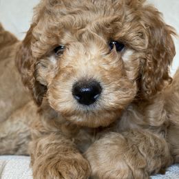 Labradoodle Puppies from Ruby Doo’s Doodles