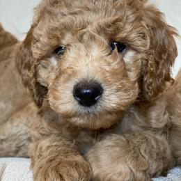 Labradoodle Puppies from Ruby Doo’s Doodles