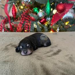 Nova - Black and tan female Dachshund puppy in Woodbine, Georgia from Coastal Bluff Pups