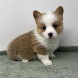 Liberty - Red female Pembroke Welsh Corgi puppy in Waco, Texas from The Comma Corgis