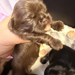 Korea - Chocolate female Shih Tzu puppy in Orange, California from Shih Tzu Hauz