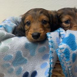 Shaded Red 1st Born - Red male Dachshund puppy in Rochester, Washington from Curtiss Dachshunds