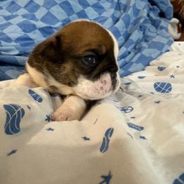 Heaven scent - Red and white female Bulldog puppy in Wolf Creek, Oregon from Dejah Bleu Bulldogs